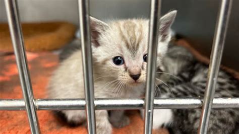 found pets tulsa|tulsa animal welfare adoption.